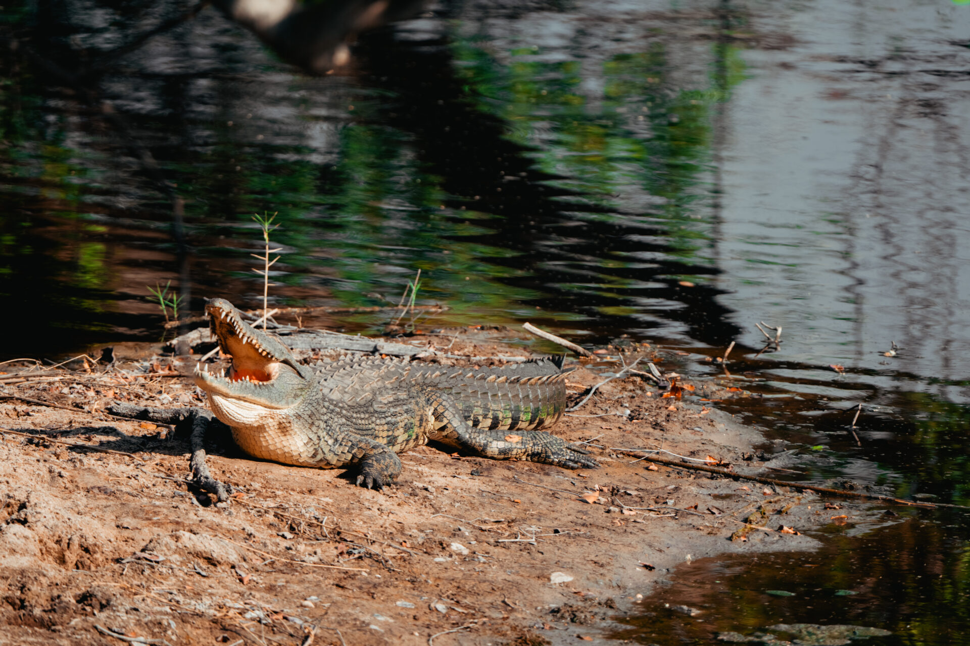 North Luangwa