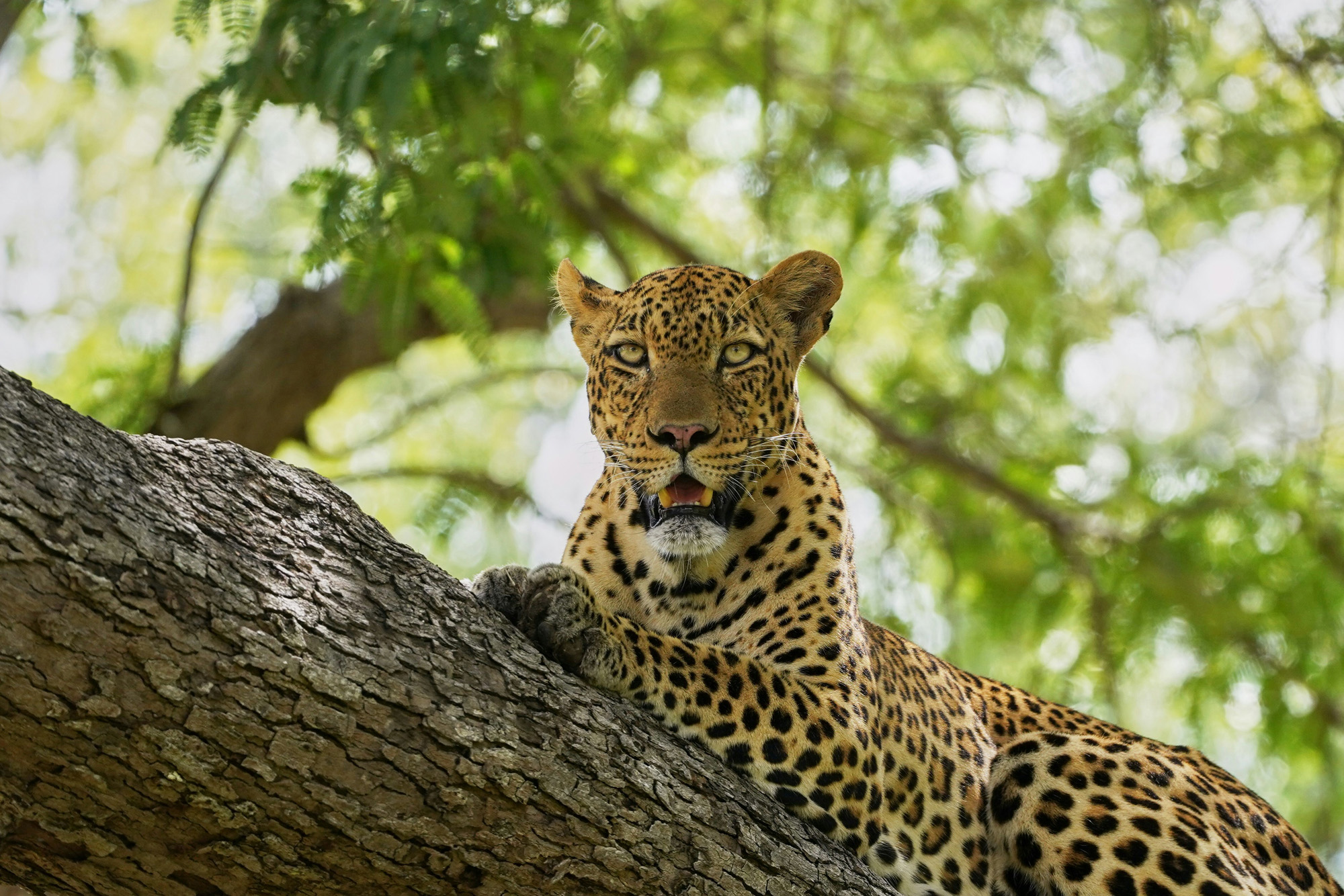 Achikunda Luxury Camp