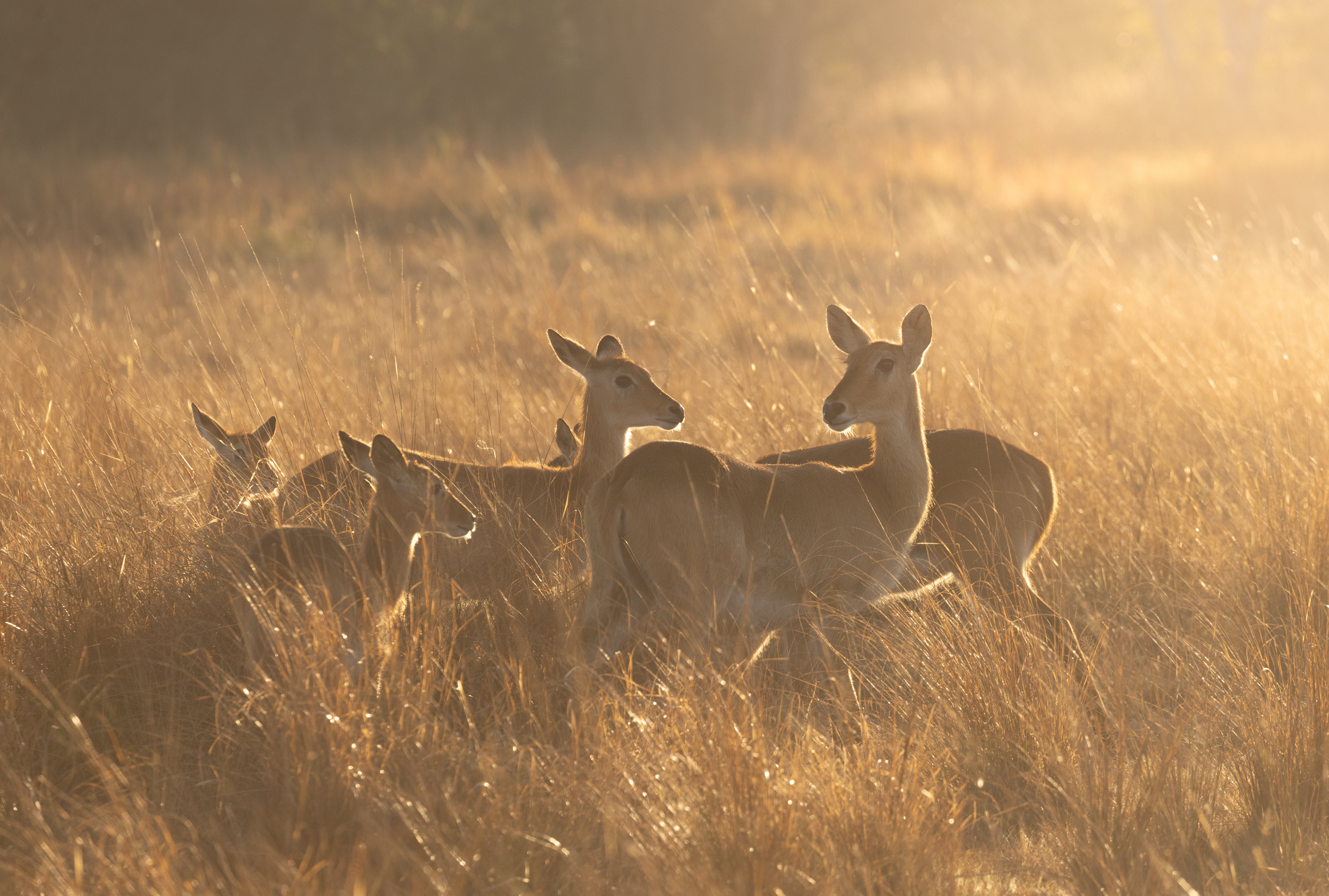 Busanga Plains Experience